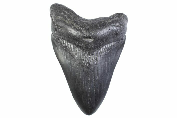 Fossil Megalodon Tooth - South Carolina #371943